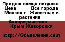 Продаю самца петушка › Цена ­ 700 - Все города, Москва г. Животные и растения » Аквариумистика   . Крым,Жаворонки